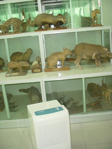 動(dòng)物標(biāo)本陳列柜邊的除濕機(jī)