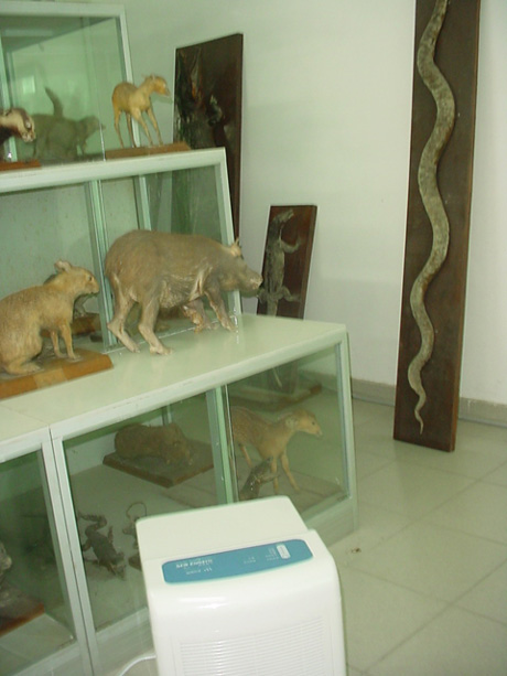 動(dòng)物標(biāo)本架旁的除濕機(jī)